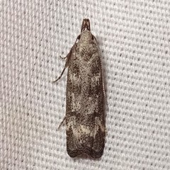 Dichomeris inversella