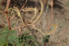 Mimosa dysocarpa