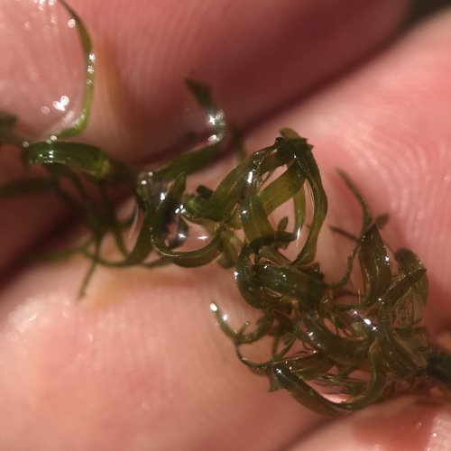 Image of Hydrodictyon reticulatum by (c) Summit Metro Parks, some rights reserved (CC BY)