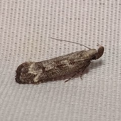 Dichomeris inversella