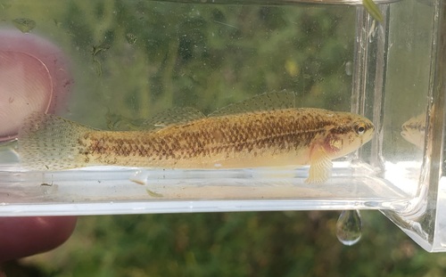 Goldstripe Darter