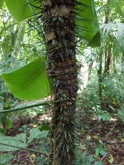 Astrocaryum mexicanum