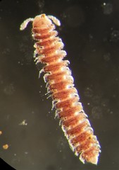 Fuhrmannodesmidae