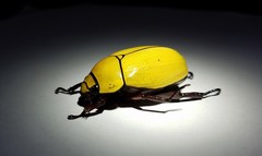 Macropoides crassipes