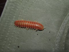 Rhysodesmus zapotecus