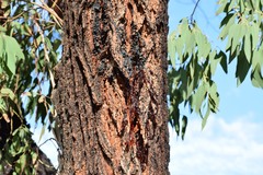 Eucalyptus sideroxylon