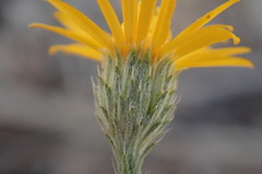 Xanthisma gracile