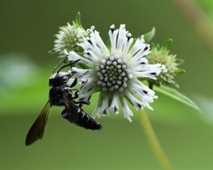 Coelioxys dolichos