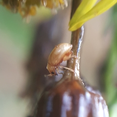 Longitarsus jacobaeae