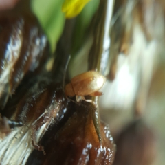 Longitarsus jacobaeae