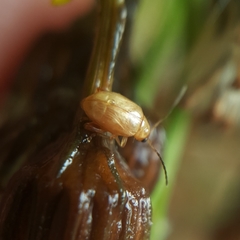 Longitarsus jacobaeae