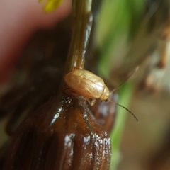 Longitarsus jacobaeae