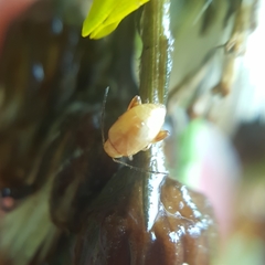 Longitarsus jacobaeae