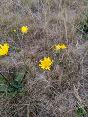 Hieracium maculatum