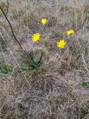 Hieracium maculatum