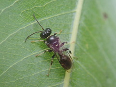 Clitemnestra bipunctata