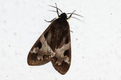 Dysschema magdala
