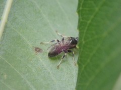 Clitemnestra bipunctata