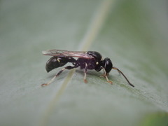 Clitemnestra bipunctata