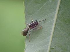 Clitemnestra bipunctata