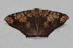 Nematocampa completa