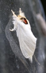 Trichiocercus mesomelas