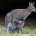 Red-necked Wallaby - Photo (c) Klaus Stiefel, some rights reserved (CC BY-NC)