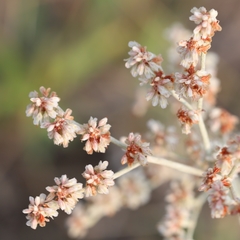 Eriogonum annuum
