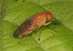 Suillia quinquepunctata