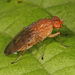 Suillia quinquepunctata - Photo (c) Judy Gallagher, some rights reserved (CC BY-SA), uploaded by Judy Gallagher