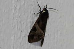 Dysschema magdala