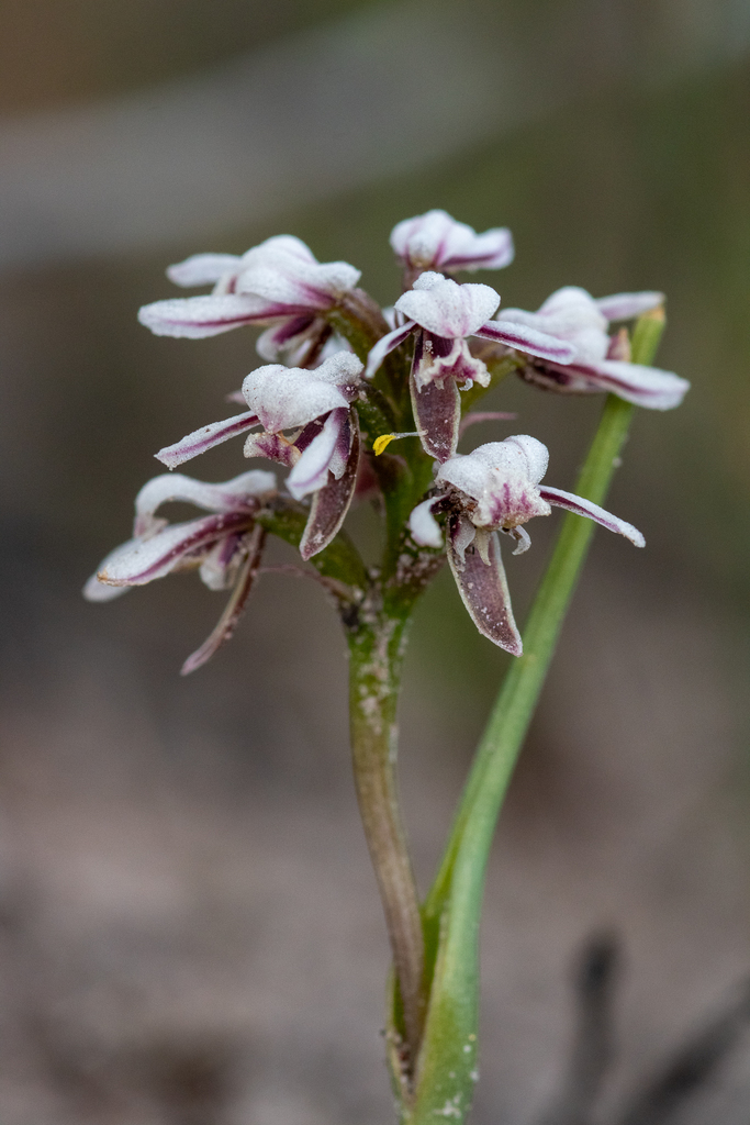 hooded leek orchid