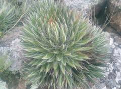 Agave filifera