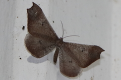 Macrosoma rubedinaria