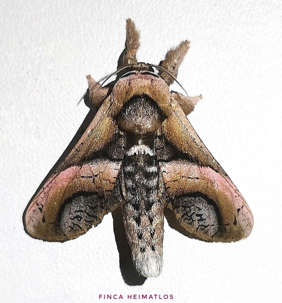 Puseyia puseyiae
