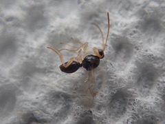Synergini