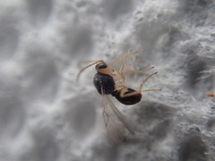 Synergini