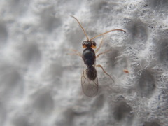 Synergini