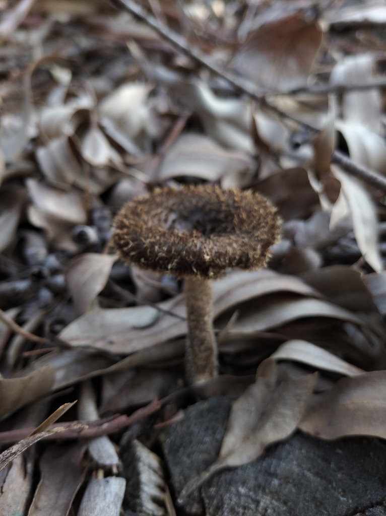 Lentinus berteroi · September 2020 · photo: © sup13 (iNaturalist, cc-by)