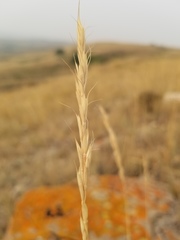 Elymus albicans