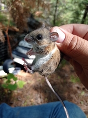 Peromyscus boylii