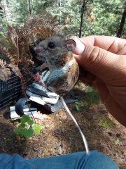 Peromyscus boylii