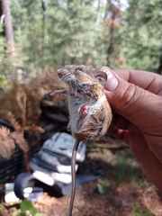 Peromyscus boylii