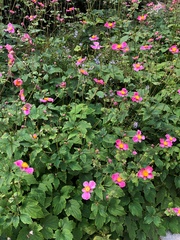 Eriocapitella × hybrida