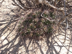 Coryphantha macromeris