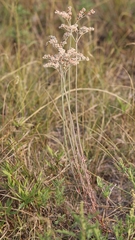 Eriogonum annuum