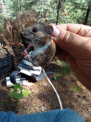 Peromyscus boylii