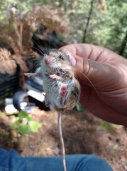 Peromyscus boylii