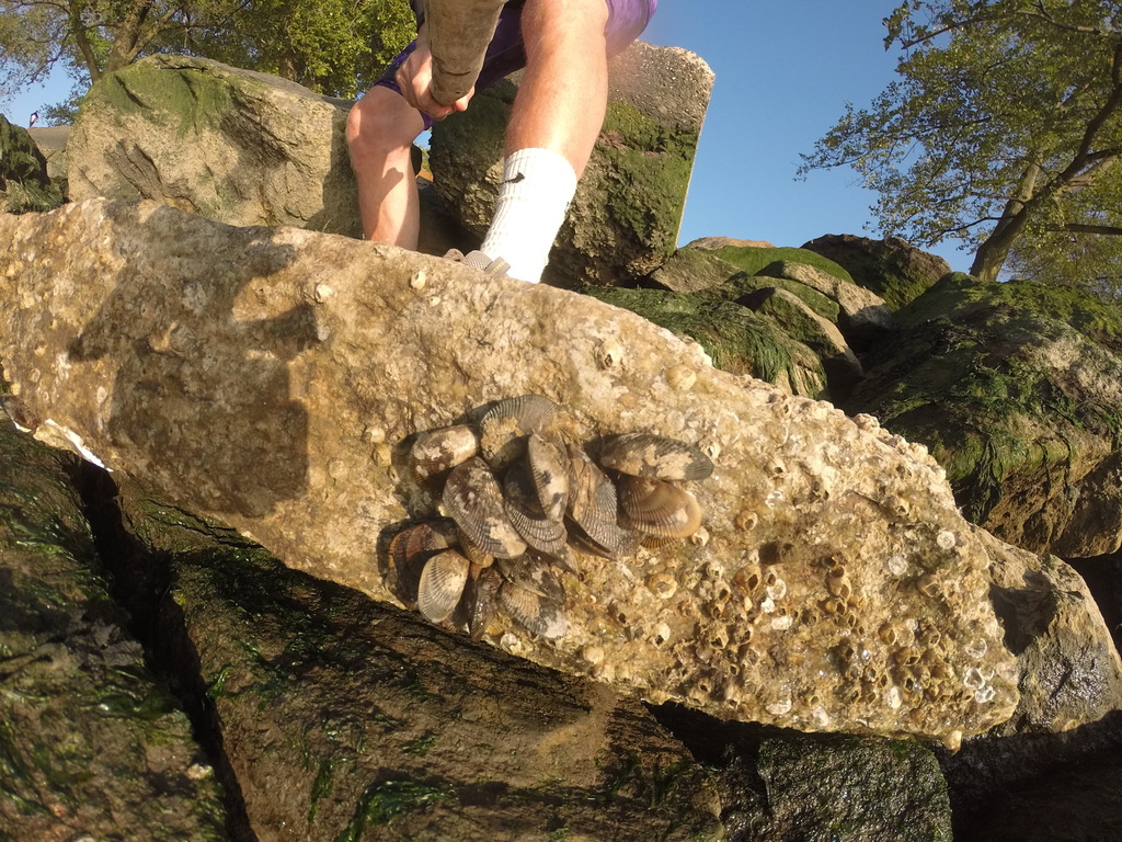 hooked mussel