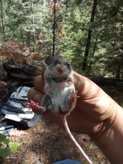 Peromyscus boylii